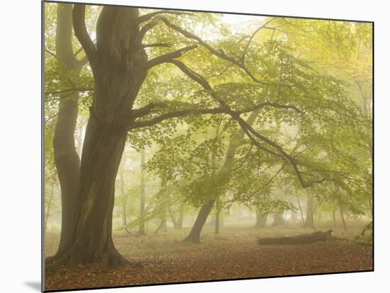 Forest Pale-Doug Chinnery-Mounted Photographic Print