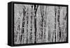 Forest Panorama-igabriela-Framed Stretched Canvas