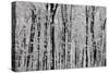 Forest Panorama-igabriela-Stretched Canvas