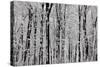 Forest Panorama-igabriela-Stretched Canvas