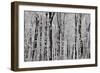 Forest Panorama-igabriela-Framed Photographic Print