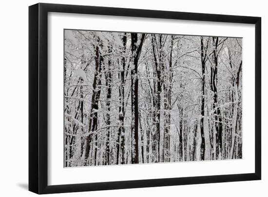 Forest Panorama-igabriela-Framed Photographic Print