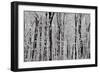 Forest Panorama-igabriela-Framed Photographic Print