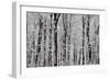 Forest Panorama-igabriela-Framed Photographic Print