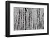 Forest Panorama-igabriela-Framed Photographic Print