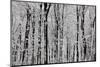 Forest Panorama-igabriela-Mounted Photographic Print