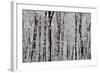 Forest Panorama-igabriela-Framed Photographic Print