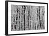 Forest Panorama-igabriela-Framed Photographic Print