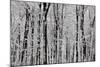 Forest Panorama-igabriela-Mounted Photographic Print