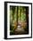 Forest Park Path-Susan Bryant-Framed Art Print