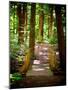 Forest Park Path-Susan Bryant-Mounted Art Print