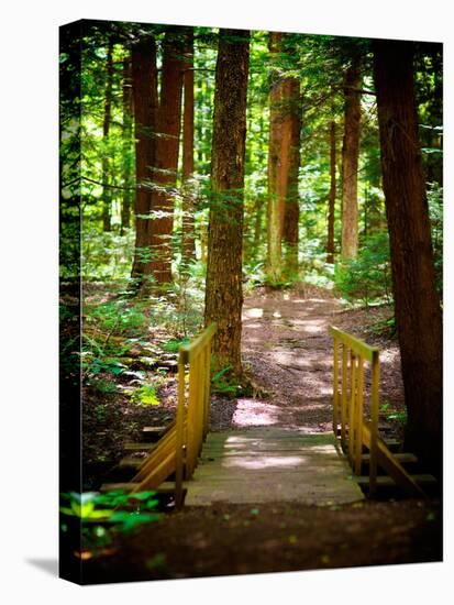 Forest Park Path-Susan Bryant-Stretched Canvas