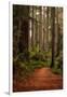 Forest Path II-Danny Head-Framed Photographic Print