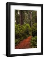 Forest Path III-Danny Head-Framed Photographic Print