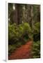 Forest Path III-Danny Head-Framed Photographic Print