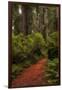 Forest Path III-Danny Head-Framed Photographic Print