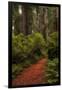 Forest Path III-Danny Head-Framed Photographic Print