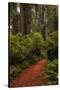 Forest Path III-Danny Head-Stretched Canvas
