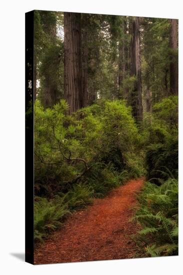 Forest Path III-Danny Head-Stretched Canvas