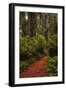 Forest Path III-Danny Head-Framed Photographic Print