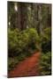 Forest Path III-Danny Head-Mounted Photographic Print