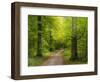 Forest path in autumn-enricocacciafotografie-Framed Photographic Print