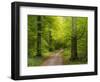 Forest path in autumn-enricocacciafotografie-Framed Photographic Print