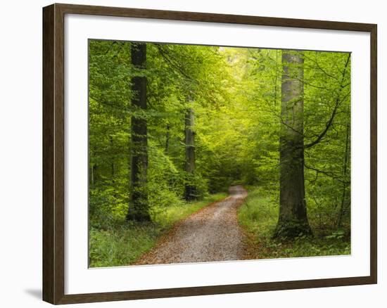 Forest path in autumn-enricocacciafotografie-Framed Photographic Print