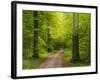 Forest path in autumn-enricocacciafotografie-Framed Photographic Print