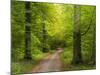 Forest path in autumn-enricocacciafotografie-Mounted Photographic Print