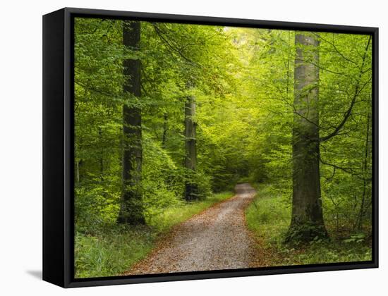 Forest path in autumn-enricocacciafotografie-Framed Stretched Canvas