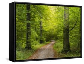 Forest path in autumn-enricocacciafotografie-Framed Stretched Canvas