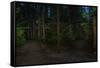 Forest path, Sitka National Historic Park aka Totem Park, Sitka, Alaska-Mark A Johnson-Framed Stretched Canvas