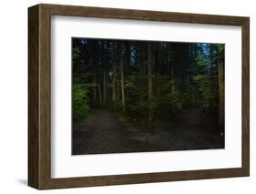 Forest path, Sitka National Historic Park aka Totem Park, Sitka, Alaska-Mark A Johnson-Framed Photographic Print