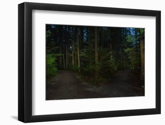 Forest path, Sitka National Historic Park aka Totem Park, Sitka, Alaska-Mark A Johnson-Framed Photographic Print