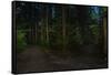 Forest path, Sitka National Historic Park aka Totem Park, Sitka, Alaska-Mark A Johnson-Framed Stretched Canvas