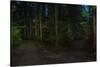 Forest path, Sitka National Historic Park aka Totem Park, Sitka, Alaska-Mark A Johnson-Stretched Canvas