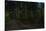 Forest path, Sitka National Historic Park aka Totem Park, Sitka, Alaska-Mark A Johnson-Stretched Canvas