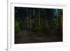 Forest path, Sitka National Historic Park aka Totem Park, Sitka, Alaska-Mark A Johnson-Framed Photographic Print