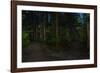 Forest path, Sitka National Historic Park aka Totem Park, Sitka, Alaska-Mark A Johnson-Framed Photographic Print