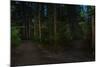 Forest path, Sitka National Historic Park aka Totem Park, Sitka, Alaska-Mark A Johnson-Mounted Photographic Print