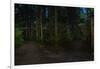 Forest path, Sitka National Historic Park aka Totem Park, Sitka, Alaska-Mark A Johnson-Framed Photographic Print