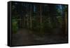 Forest path, Sitka National Historic Park aka Totem Park, Sitka, Alaska-Mark A Johnson-Framed Stretched Canvas