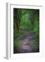 Forest path, Whitewater Memorial State Park, Indiana, USA.-Anna Miller-Framed Photographic Print