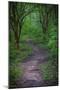 Forest path, Whitewater Memorial State Park, Indiana, USA.-Anna Miller-Mounted Photographic Print