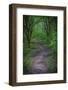 Forest path, Whitewater Memorial State Park, Indiana, USA.-Anna Miller-Framed Photographic Print