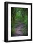 Forest path, Whitewater Memorial State Park, Indiana, USA.-Anna Miller-Framed Photographic Print