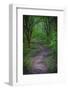 Forest path, Whitewater Memorial State Park, Indiana, USA.-Anna Miller-Framed Photographic Print