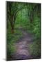 Forest path, Whitewater Memorial State Park, Indiana, USA.-Anna Miller-Mounted Photographic Print