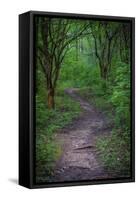 Forest path, Whitewater Memorial State Park, Indiana, USA.-Anna Miller-Framed Stretched Canvas